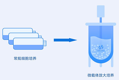 微載體培養(yǎng)過(guò)程